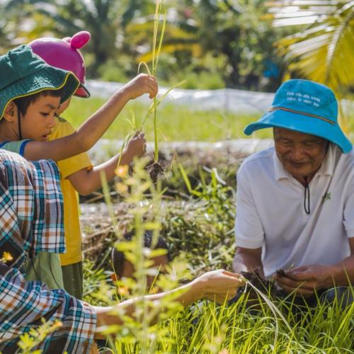 Trẻ Em Hào Hứng Vui chơi & Thực Hành Cấy Lúa tại Trang Trại Lúa Mùa Tư Việt